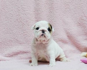 Mini Bulldog puppies two ready for chrismas**