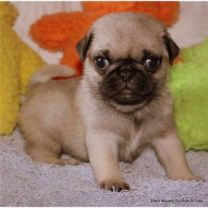 lovable pug puppies for adoption