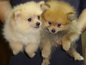 male and female pom puppies for xmas