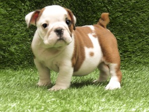 **Female, Mini Englisg Bulldog Babay Puppy 10 wks Ols (Isabelle)