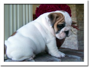 Elegant English Bulldog Puppies To Let Go(Call: (904) 419 9751)