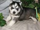 Adorable  pure breed siberian husky puppies for Adoption