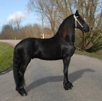 friesian horse for adoption