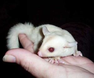 Sweet Sugar Gliders For Adoption