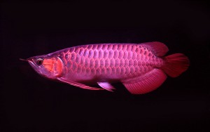 Best quality Super Red Arowana fish and many others for sale.