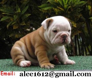 Akc English Bulldog Puppies Coming Soon (X Mass)