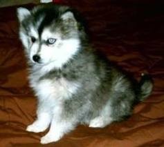 Playful Siberian Husky Puppies For New Homes . (Text Only At...(267) 907-8991)