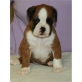 cute and lovely boxer puppies male and female for Christmas.