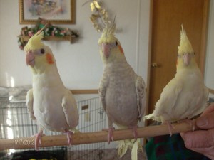 HANDRAISED baby Cockatiels