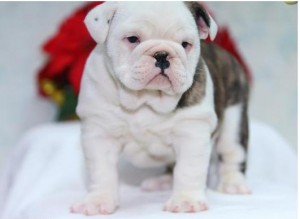 Adorable English bullog puppies