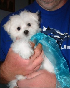 Teacup Maltese Puppies for adoption to caring homes