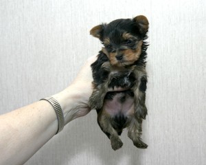 Marvelous Yorkie Puppies