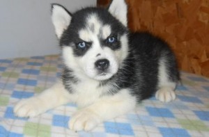 Charming siberian husky puppies for x-mass