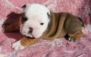 AKC English Bulldog Puppies For Adoption