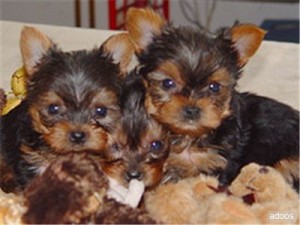 X-MAS  WELL TAMED TEACUP YORKIE PUPPIES FOR FREE ADOPTION