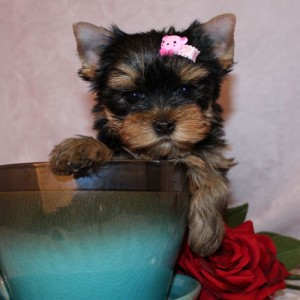 Yorkshire Terrier Babys