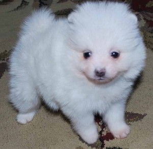 Awesome kc reg Pomeranian Puppies