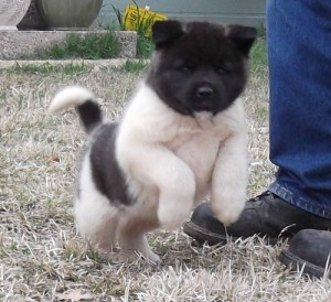 Home Train Akita Pups Ready Now