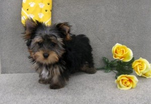 Yorkie puppies for good home