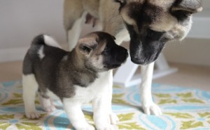 11Weeks Old male and female Akita Puppies