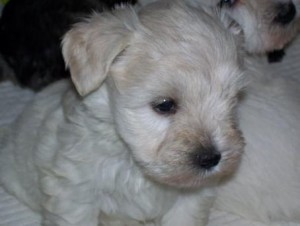 both male and female Miniature Schnauzer Puppies