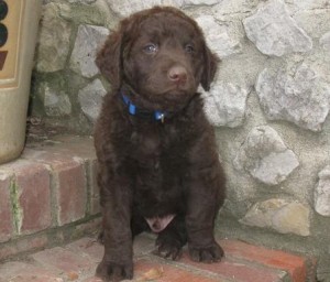 male nad female Chesapeake Bay Retriever Puppies