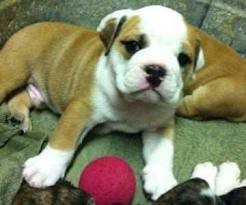 GORGEOUS MALE AND FEMALE X-MASS ENGLISH BULLDOG PUPPIES FOR FREE ADOPTION