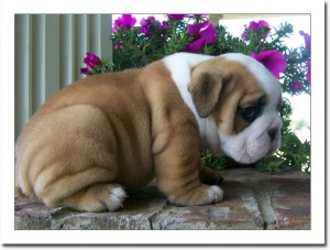 Healthy Looking English Bulldog puppies available for re-homing