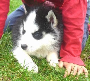 Adorable Siberian Husky Puppies for rehoming