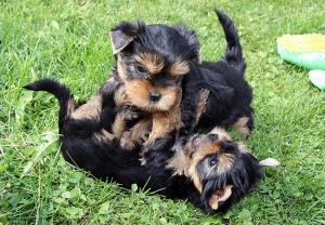 X-Mas Yorkies puppies for your family now