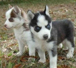 male and female seberian husky puppies for free adoption