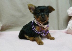 Gorgeous Male and Female yorkie puppies for christmas...