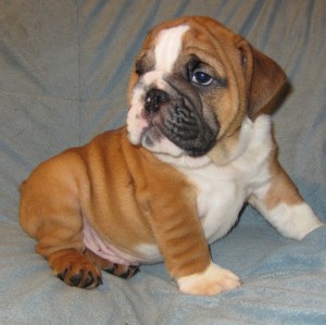 *** Adorable English Bulldog Puppies For Adoption*** Good Homes Only Please*** Pick Up At Our Home Or Shipping If Need Be***