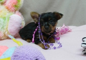 Gorgeous Male and Female Teacup Yorkie puppies for christmas...