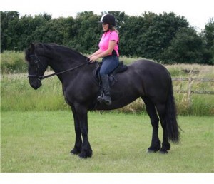 friesian star graded gelding for sale