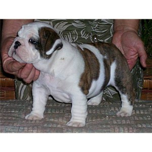 males and females english bulldog available