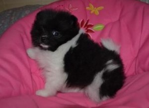 LOVELY XMASS POMERANIAN PUPPIES FOR SALE