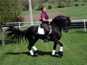 Gorgeous Friesian horse for adoption