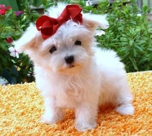 X-mas Maltese puppies for free adoption