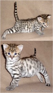 male and 1 female TICA F2 savannah kittens for adoption  text via(301)997-2534