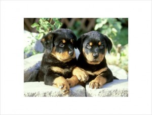 precious Rottweiler  puppies