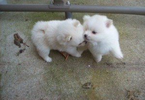 Elegant Pomeranian puppies ready for XMAS