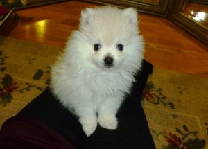 Lovely Pure White Christmas Pomeranian puppies available to good homes