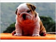 !!Cute English Bulldog Puppies For Loving and Caring Homes!!