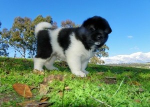 both young male and female  Akita Puppies