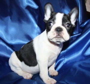 Adorable French Bulldog puppies available