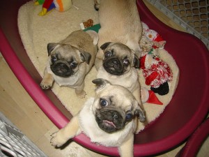 adopt three pug puppies for Christmas.