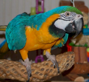 Pair of Blue and Gold Macaw Parrots for Re-homing