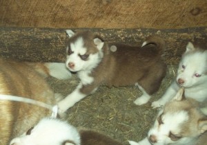 AKC Siberian Husky puppies ready.