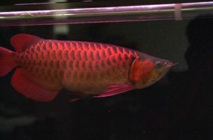 Asian Arowana Fishes for sale